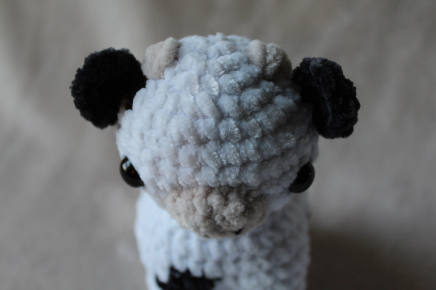 Miniature Cow